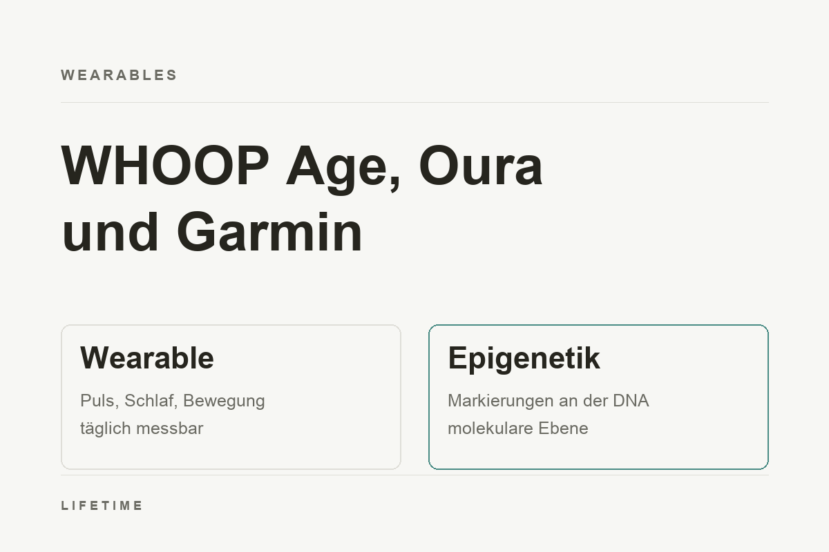 Titelbild: WHOOP Age, Oura und Garmin. Gegenüberstellung von Wearable-Daten aus Puls, Schlaf und Bewegung und der epigenetischen Ebene mit Markierungen an der DNA.