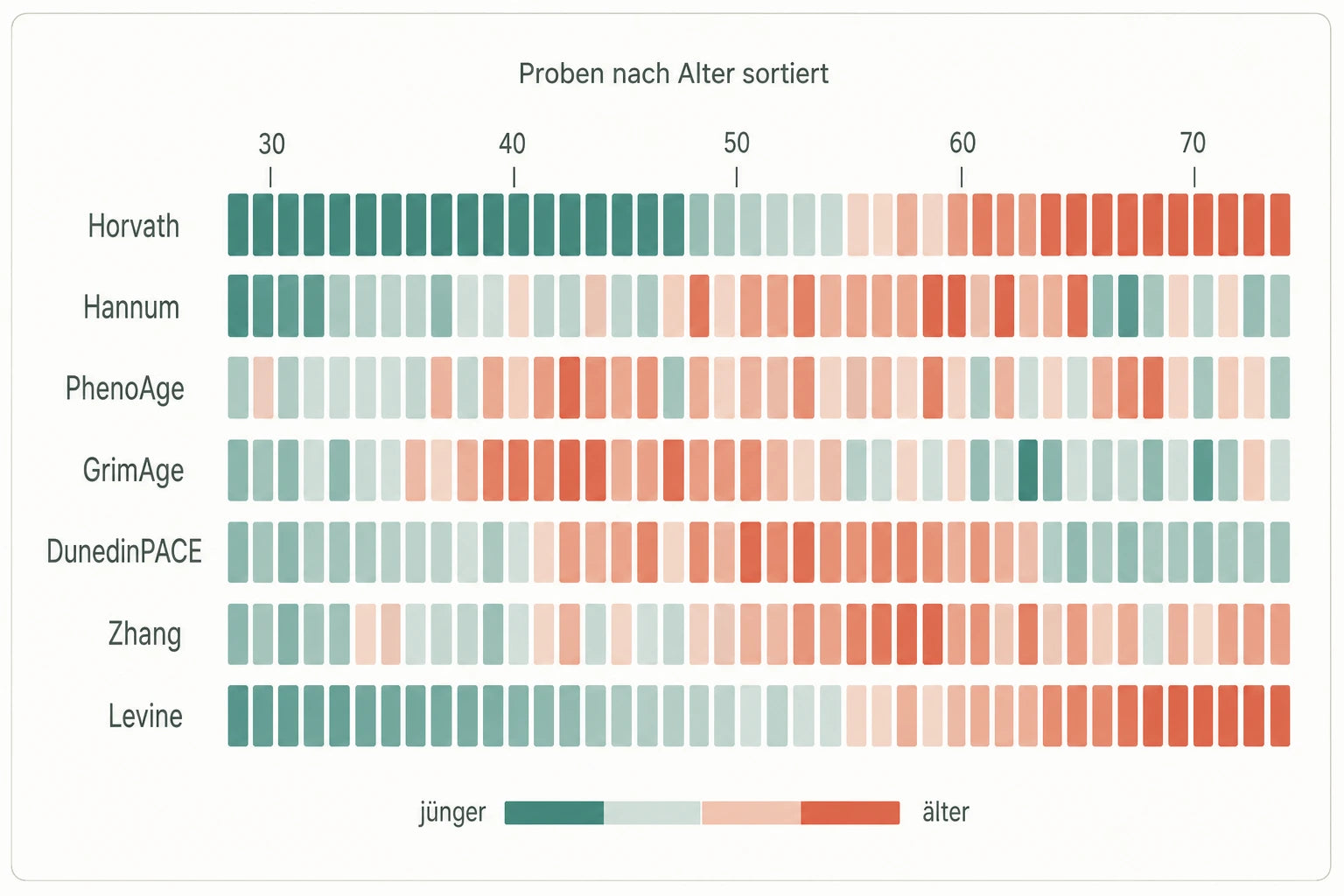 Schematische Heatmap mit sieben epigenetischen Uhren und nach Alter sortierten Proben